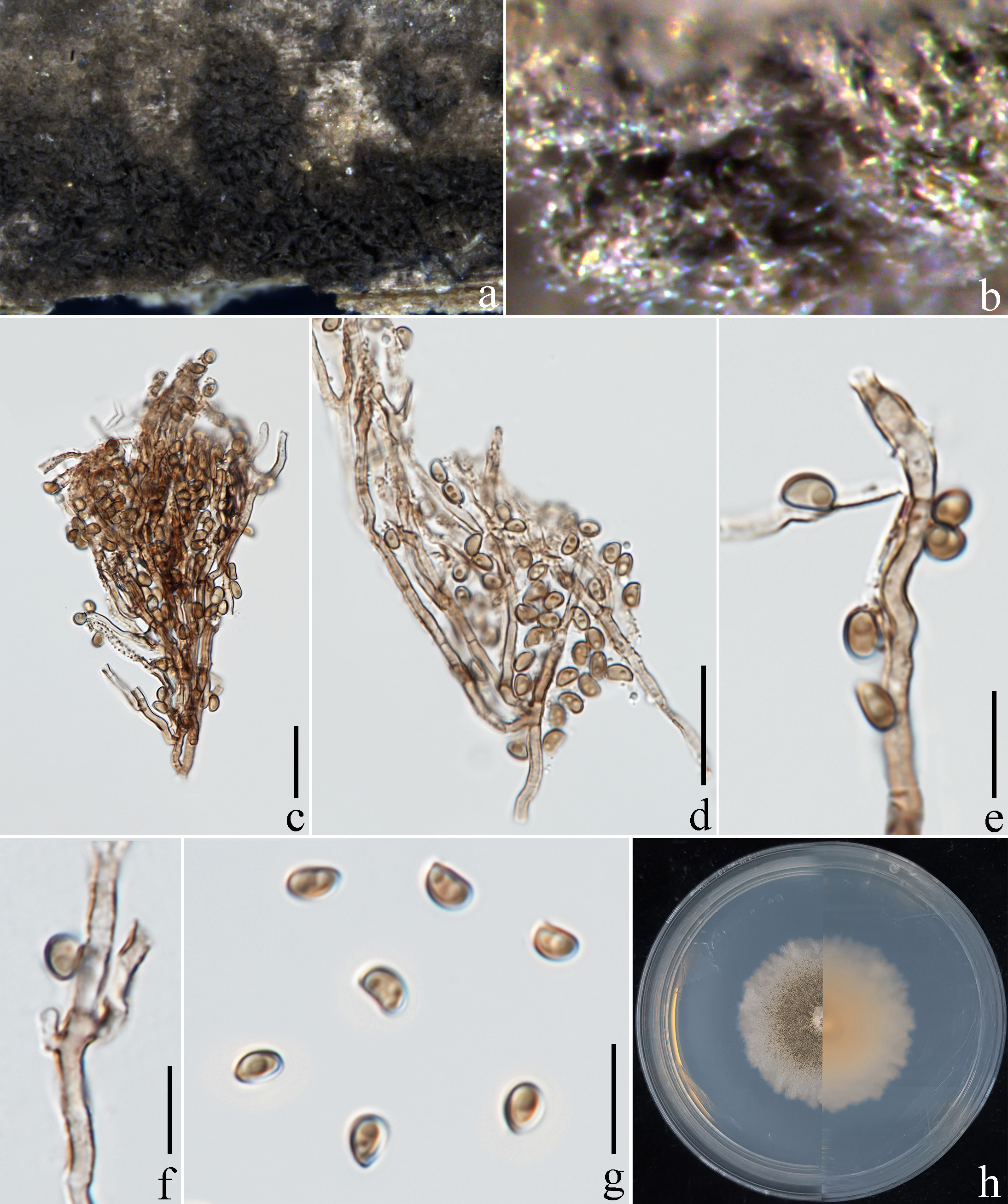 Figure 126